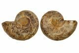 Jurassic Cut & Polished Ammonite Fossil - Madagascar #288328-1